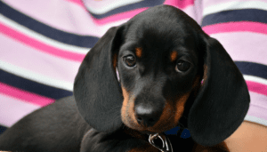 black dog
