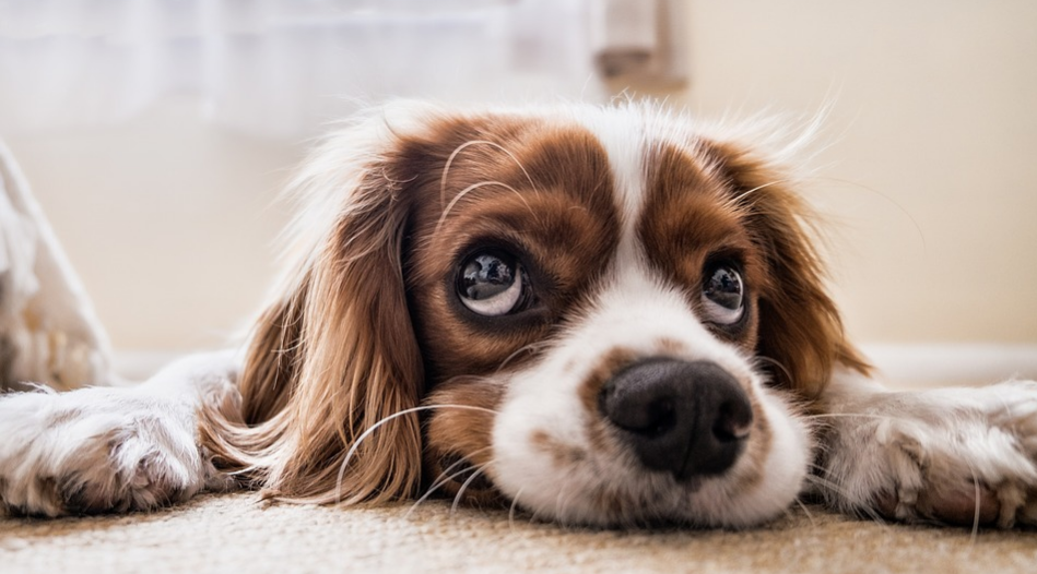 dog resting